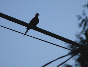 BirdSilhouette