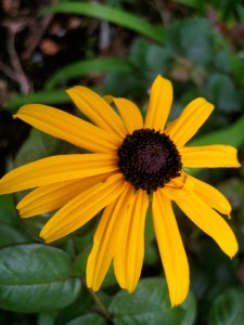 BlackEyedSusan