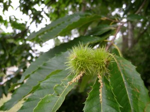 BlurryPricklyNutGizmos