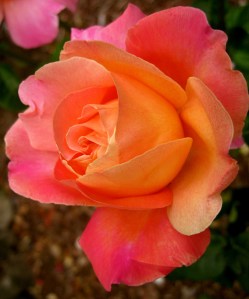 FantasticFlowerBeauty