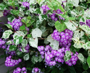 HanksPurpleBeautyBundles2