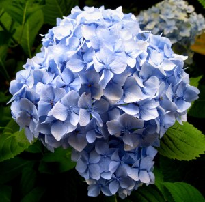 Hydrangea