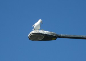 JonathonLivingstonSeagull