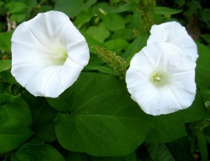 MorningGloryBeauty2