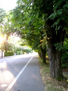 OldTreesOakGroveBlvd1