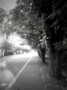 OldTreesOakGroveBlvd2