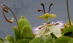 PassionFlower2