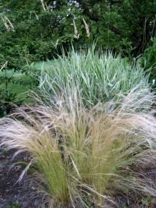 PrettyGrasses