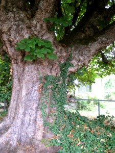 PrettyTreeTrunk