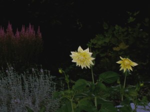 PrettyYellowLilFlowers