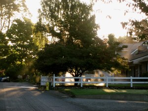 SunKissedMorningWalk