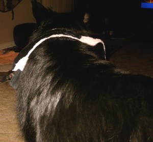 TolerantBooBearSkunkBaby