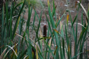 CatTails