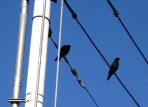 Crows1