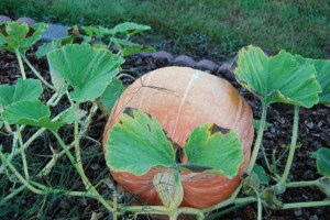 LargePumpkin1