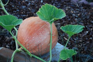 LargePumpkin2