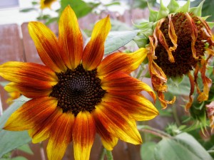 SunflowerBeauty1