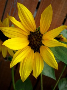 SunflowerGlory1