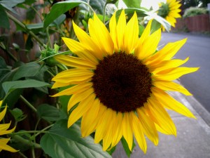 SunflowerGlory2