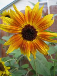 SunflowerGlory4