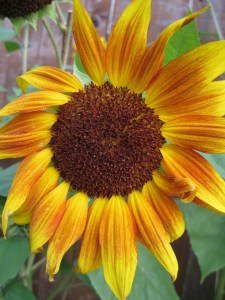 SunflowerGlory6