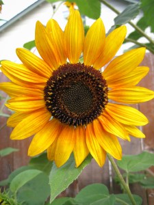 SunflowerGlory7