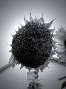 SunflowerGrey