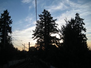TreesSilhouettesSunrise