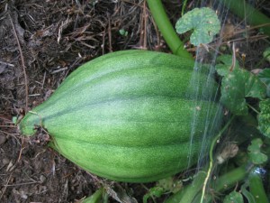 AndisAcornSquash