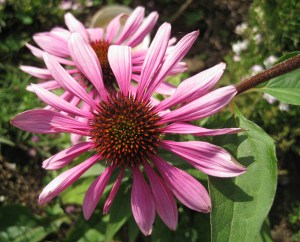 AndisConeflower