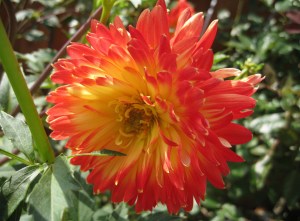 AndisLovelyDahlia