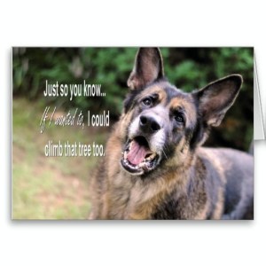 GermanShepherdChuckles