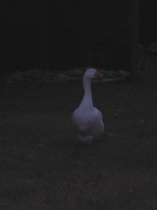 Goose