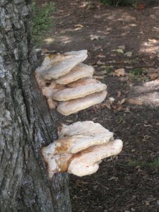 LargeMushrooms