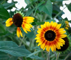 LovelySunflowers