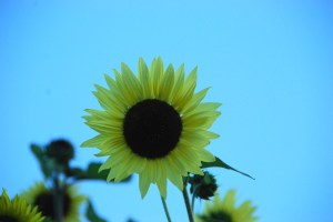 SmilingSunflower