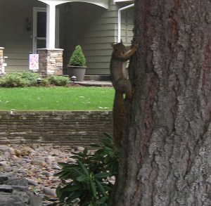 Squirrel1