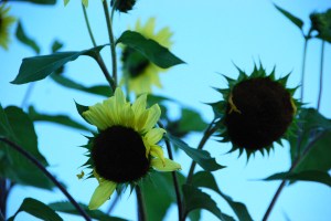 Sunflowers