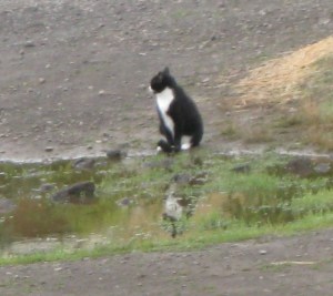 TuxedoCat