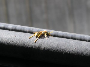 YellowJacket1