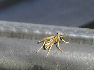 YellowJacket2