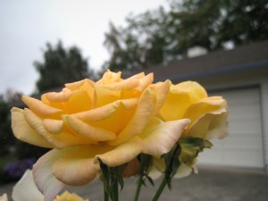 YellowRose