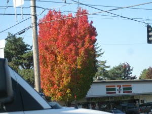 7ElevenFallTree