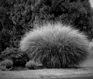 BlackAndWhiteGrassTexture