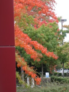 BrightFallColors2
