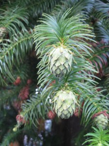 ConesLookLikeBabyArtichokes