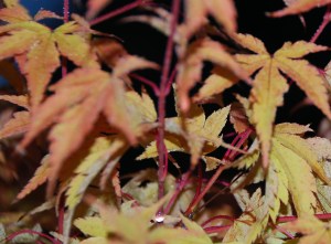 DewDropsKissedLeaves