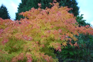 FallBeautyTree