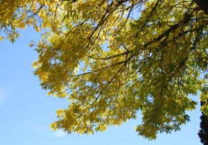 FallYellowTreeBeauty