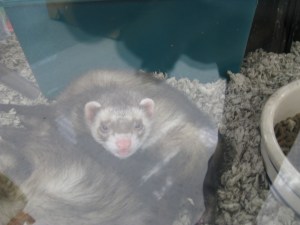 Ferrets01